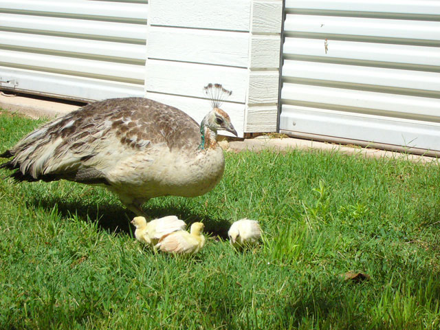 Peacock chicks